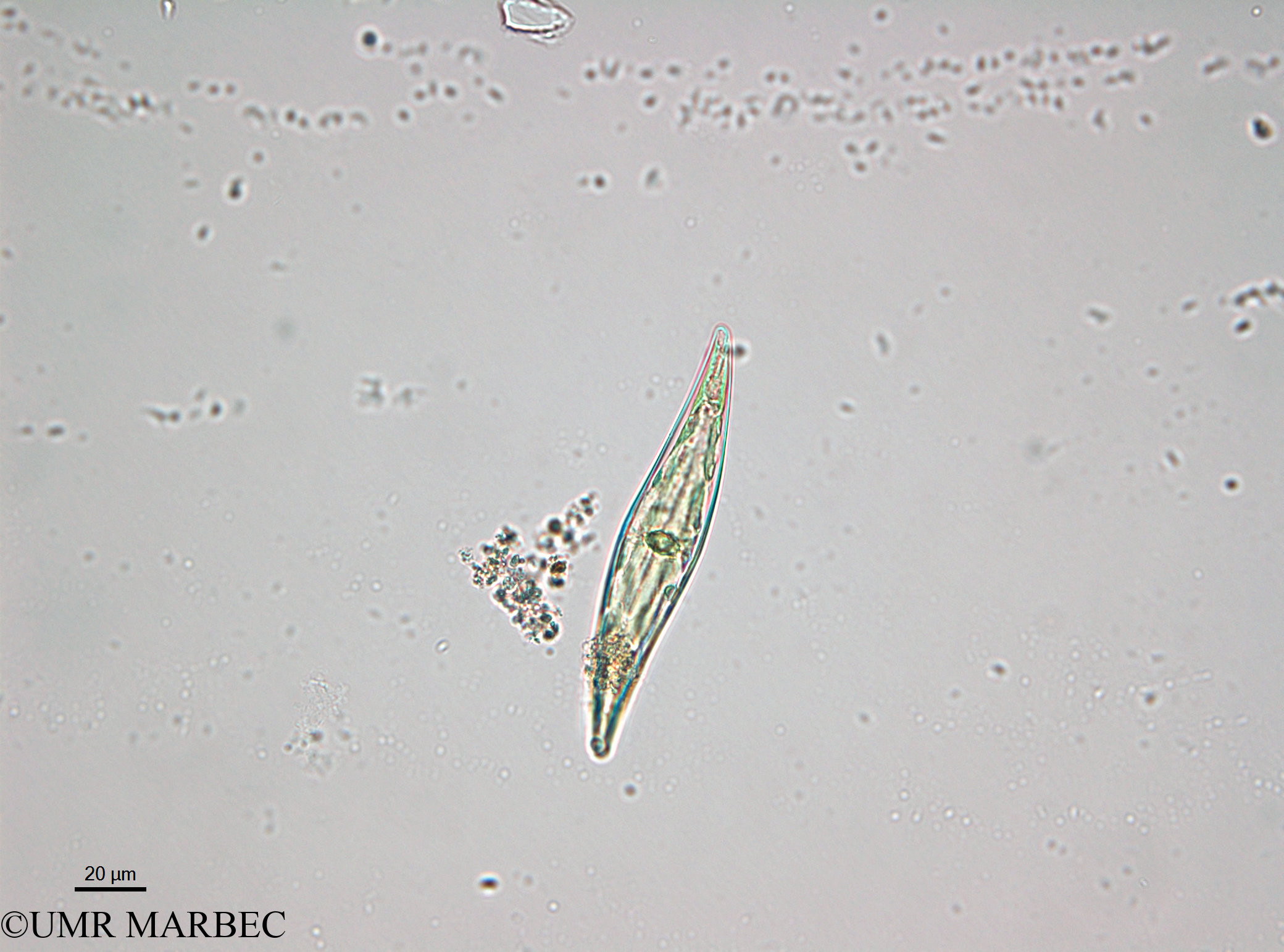 phyto/Bizerte/bizerte_lagoon/RISCO April 2014/Pleurosigma sp3 (P angulatum - 140730_001_ovl)(copy).jpg